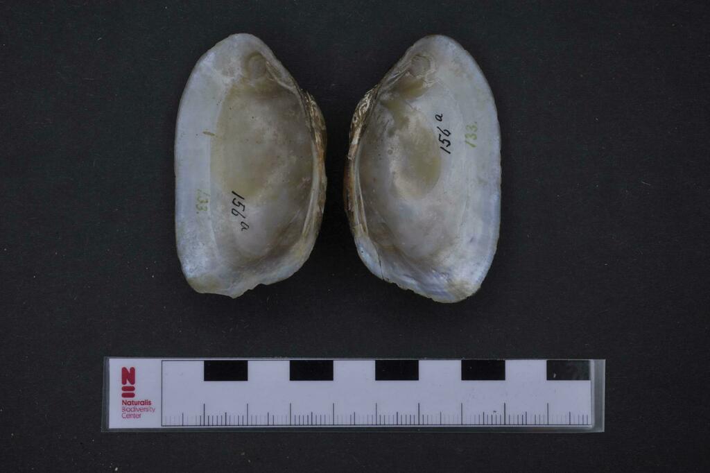 Diplodon voltzi