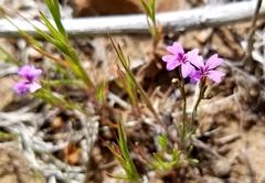 Sibaropsis hammittii