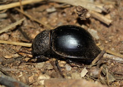 Ocnodes