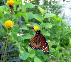 Danaus eresimus tethys