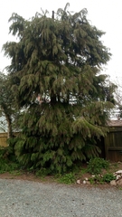 Chamaecyparis lawsoniana