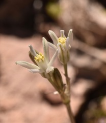 Androstephium breviflorum