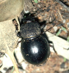 Ocnodes