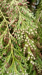 Chamaecyparis lawsoniana