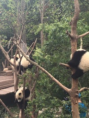 Ailuropoda melanoleuca