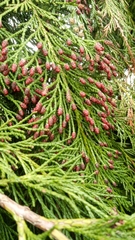 Chamaecyparis lawsoniana