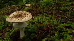 Amanita australis