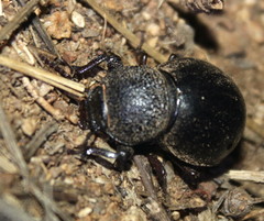 Ocnodes