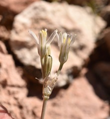 Androstephium breviflorum