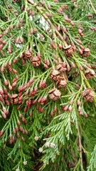 Chamaecyparis lawsoniana