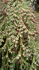 Chamaecyparis lawsoniana