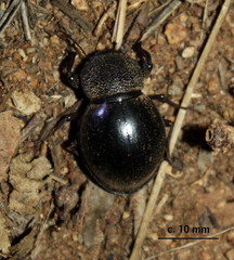 Ocnodes