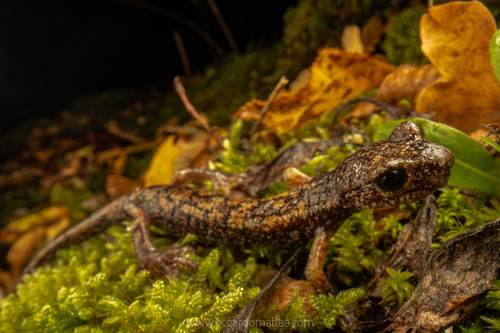 Italian Cave Salamander, photo 4 of 10