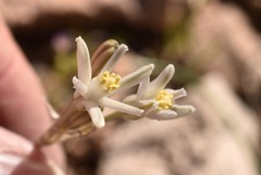 Androstephium breviflorum