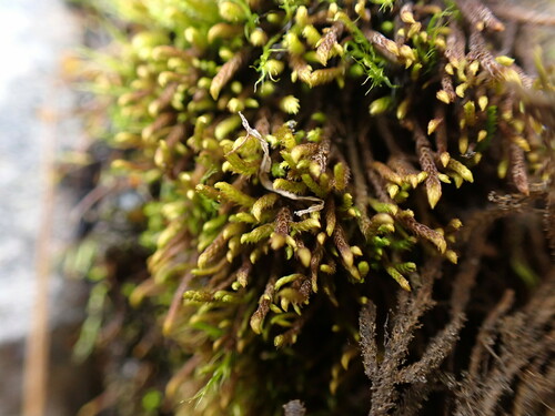 Lescuraea