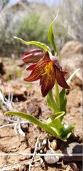 Fritillaria biflora biflora
