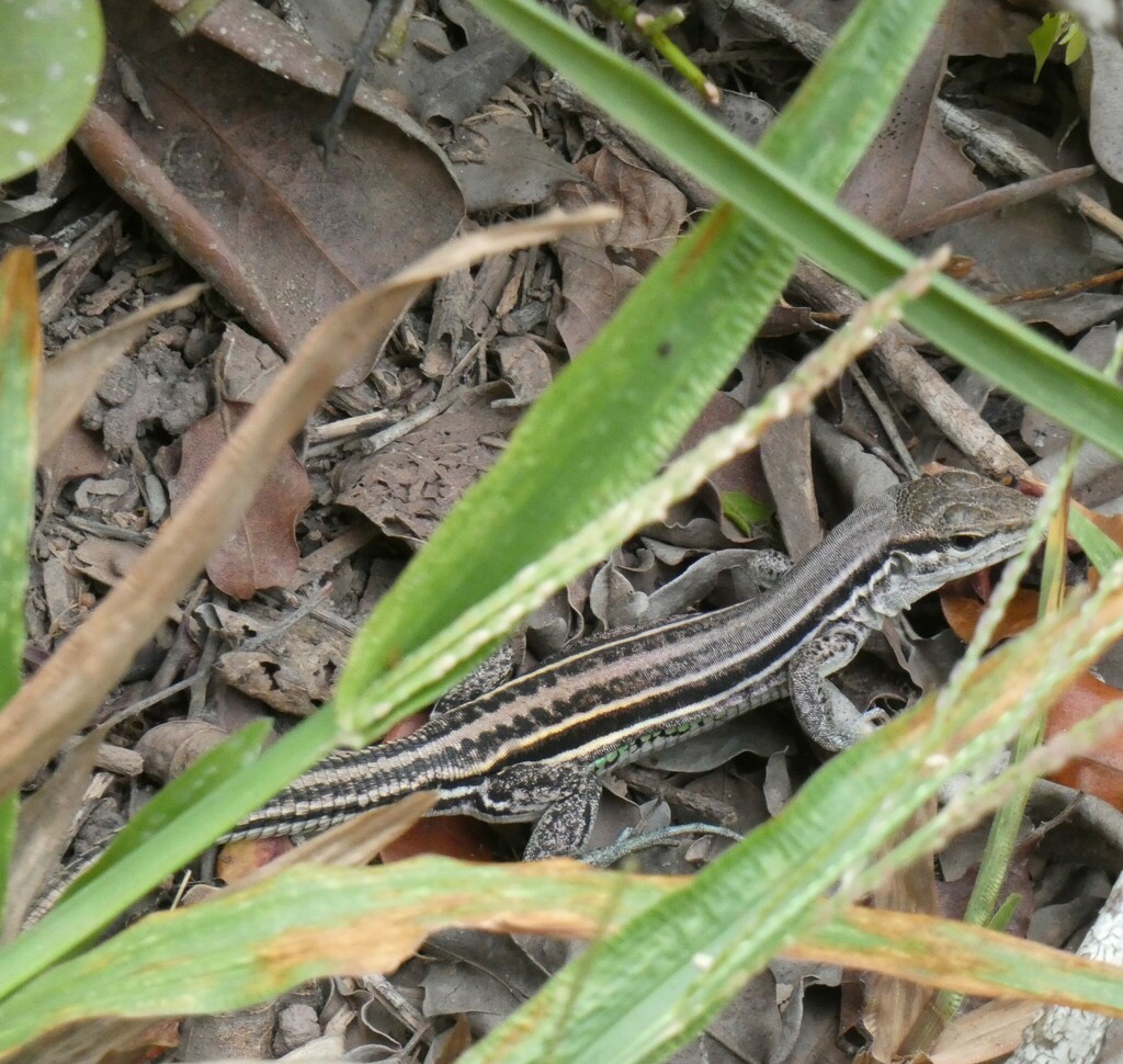 Linhares Whiptail