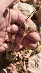 Androstephium breviflorum