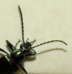 Praeugenini