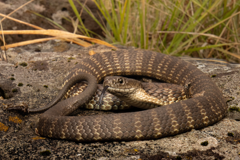 Tiger Snakes