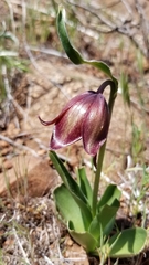Fritillaria biflora biflora