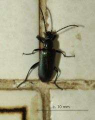 Praeugenini
