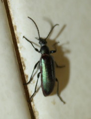 Praeugenini