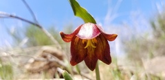 Fritillaria biflora biflora
