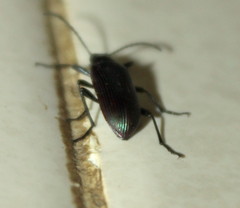 Praeugenini