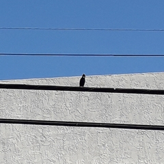 Sturnus vulgaris