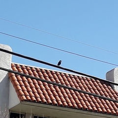 Sturnus vulgaris