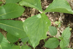 Trillium rugelii