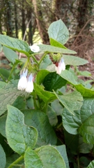 Symphytum × hidcotense