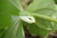 Trillium rugelii