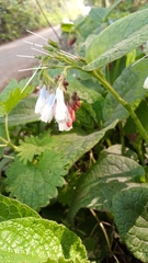 Symphytum × hidcotense