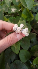 Symphytum × hidcotense