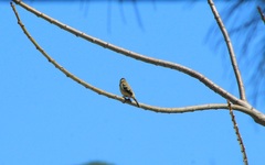 Sporophila morelleti morelleti