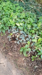 Symphytum × hidcotense