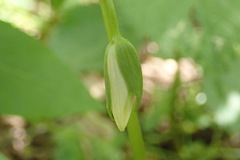 Trillium rugelii