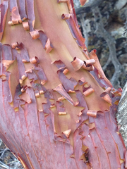 Arctostaphylos glauca