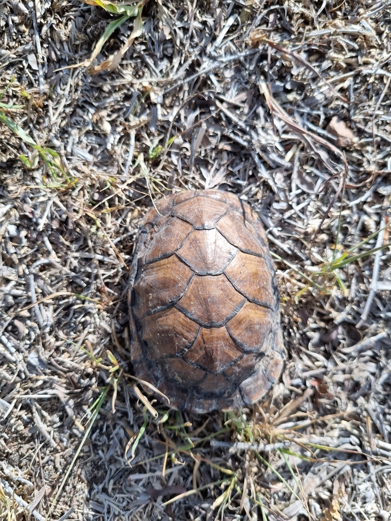 Mexican Mud Turtle From 20389 Ags México On November 30 2023 At 03