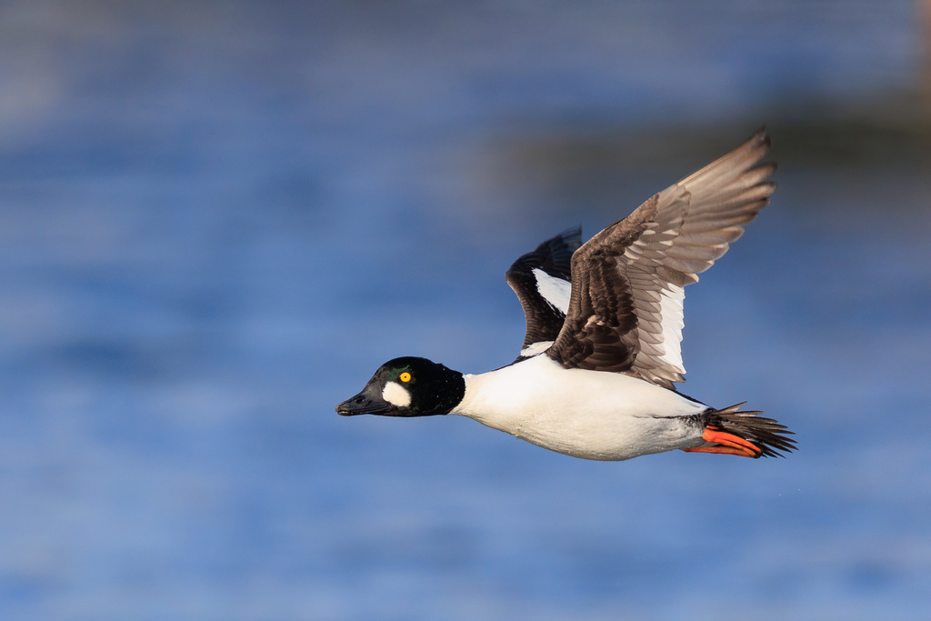 Common Goldeneye
