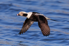Long-Tailed Duck photo 6