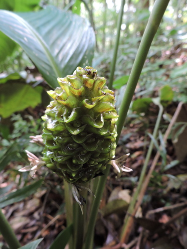Goeppertia monophylla (Goeppertia monophylla)