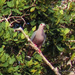 Pinon's Imperial Pigeon - Photo (c) Joseph Morlan, some rights reserved (CC BY-SA), uploaded by Joseph Morlan