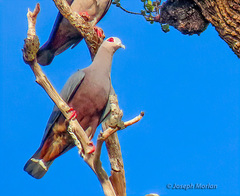 Pinon's Imperial-Pigeon photo 3