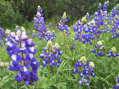 Lupinus nanus