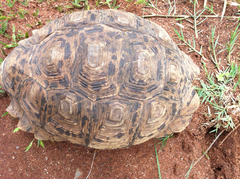 Stigmochelys pardalis