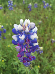 Lupinus nanus