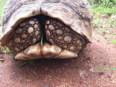 Stigmochelys pardalis